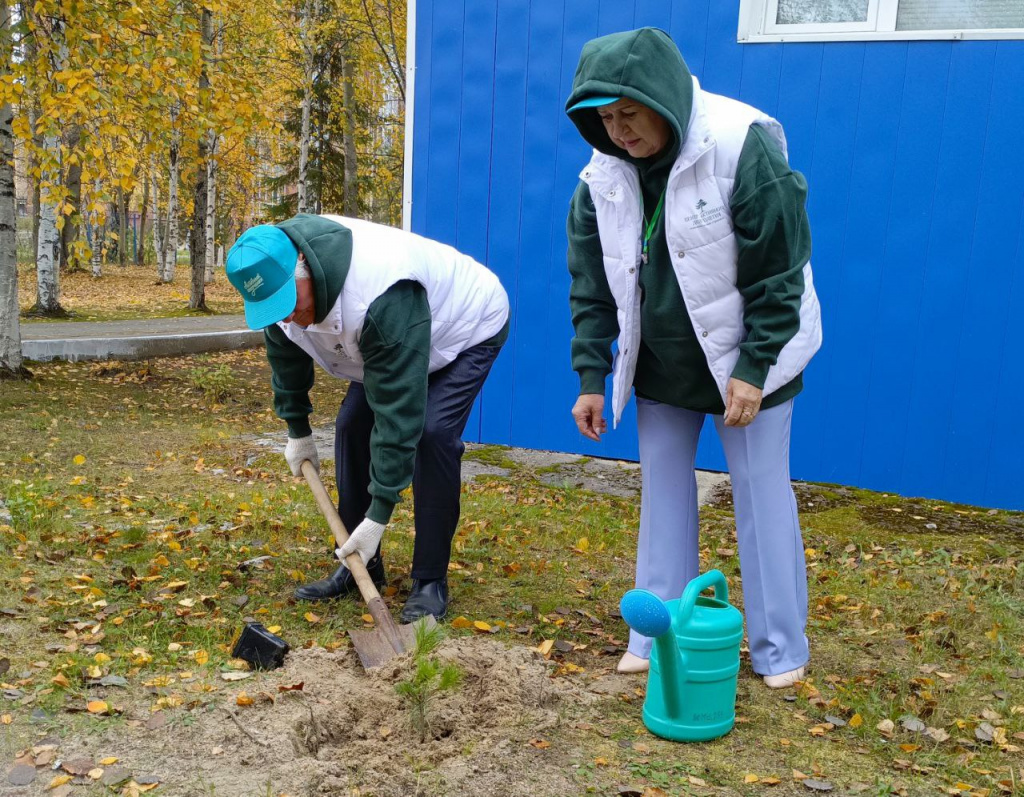 посадка кедра.jpg